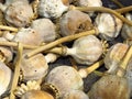 Many dried poppy seed heads top view. Poppy seed pods closeup view. Royalty Free Stock Photo