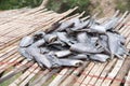 Many dried salted fish called & x22;Trichogaster pectoralis& x22; on the bamboo sheet, Headless fish on the bamboo sheet