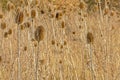 Dried teasel seedheads in a field