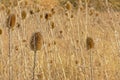 Dried teasel seedheads in a field Royalty Free Stock Photo