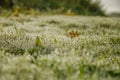 Drops of dew on the small blades of grass. Nature. Royalty Free Stock Photo