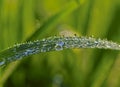 Many drops of rain water are in the grass