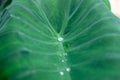 Many drops of water on the green bon leaves Royalty Free Stock Photo