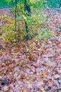 Many dry leafs under small tree at November Royalty Free Stock Photo