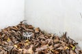 Many dry leaves clogged the drain, causing water to leak inside the building Royalty Free Stock Photo