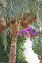 Many dry ripe dates hanging on palm trees and foliage background with tropical flowers Royalty Free Stock Photo