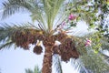 Many dry ripe dates hanging on palm trees and foliage background with tropical flowers Royalty Free Stock Photo