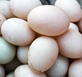 Many Duck eggs