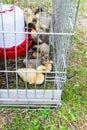 many ducklings in cage on lawn in backyard