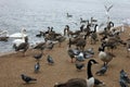 Many ducks, birds and gooses at london park Royalty Free Stock Photo