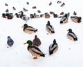 Many ducks, drakes and pigeons on riverbank