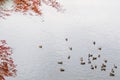 Many ducks swimming on Katsura river in Arashiyama, Kyoto, Japan Royalty Free Stock Photo