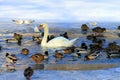 Many ducks and white swan on winter river, water. A flock of ducks and birds winters on warm pond or lake. Winter landscape Royalty Free Stock Photo