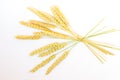 Many ears of ripe wheat tied in one branch Royalty Free Stock Photo