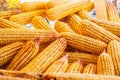 Many ears of yellow dry corn in the sunlight. Corn storage Royalty Free Stock Photo