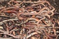 Many earthworms in the soil Royalty Free Stock Photo