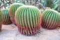 Many of Echinocactus grusonii or cactus. Royalty Free Stock Photo