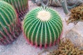 Many of Echinocactus grusonii or cactus. Royalty Free Stock Photo