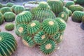 Many of Echinocactus grusonii or cactus. Royalty Free Stock Photo