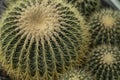 Many Echinocactus Grusonii cactus plants Royalty Free Stock Photo