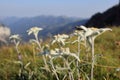 Many edelweiss - flowers on a field