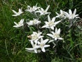 Many Edelweiss (Leontopodium nivale alpinum)