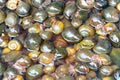 Many edible water snails Ampullaria sold in a market