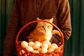 Many eggs in basket. Young female farmer holding orange ginger cat on modern green background. Poultry farm. Eco product