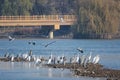 Egrets and herons