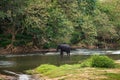 Many elephants swim in the river. Jungle view with palms and blue sky. Pinnawala Elephant Orphanage. Sri Lanka. Royalty Free Stock Photo