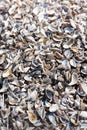 Many of empty mussel shells on the beach background Royalty Free Stock Photo