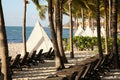 Many empty sunbeds among palm trees on sandy beach near sea