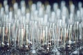 Many empty wine stemmed glasses placed in line on table, close up. Royalty Free Stock Photo