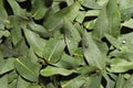 Many eucalyptus leaves with water drops as background, top view Royalty Free Stock Photo