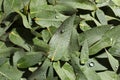 Many eucalyptus leaves with water drops as background, top view Royalty Free Stock Photo