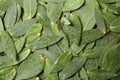 Many eucalyptus leaves with water drops as background, top view Royalty Free Stock Photo