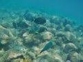 Many exotic marine fish swimming together in a coral reef. Royalty Free Stock Photo