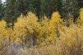 Many Fall Aspens in Grove Royalty Free Stock Photo