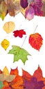 Many fallen autumn leaves isolated on white Royalty Free Stock Photo