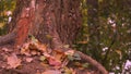 Fallen Leaves Under An Oak Tree At The Lakeside In Berlin In Autumn