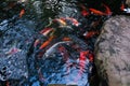 Many of Fancy Carp or Koi Fishes Royalty Free Stock Photo