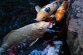 Many of Fancy Carp or Koi Fishes Royalty Free Stock Photo