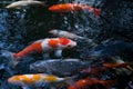 Many of Fancy Carp or Koi Fishes Royalty Free Stock Photo