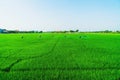 Many farmers are walking around spraying pesticides in rice fields. The farmer\'s green rice fields are growing. Royalty Free Stock Photo