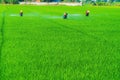 Many farmers are walking around spraying pesticides in rice fields. The farmer's green rice fields are growing. Royalty Free Stock Photo