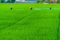 Many farmers are walking around spraying pesticides in rice fields. The farmer's green rice fields are growing. Royalty Free Stock Photo