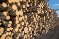 many felled tree trunks, wood warehouse. quality photo