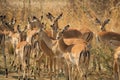 Many female impalas looking at the camera, African wildlife