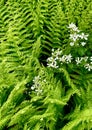 Ferns making an art pattern with blackberry flowers coming in from the side of the photo