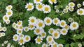 Many Feverfew Flower Blossoms Garden Herb